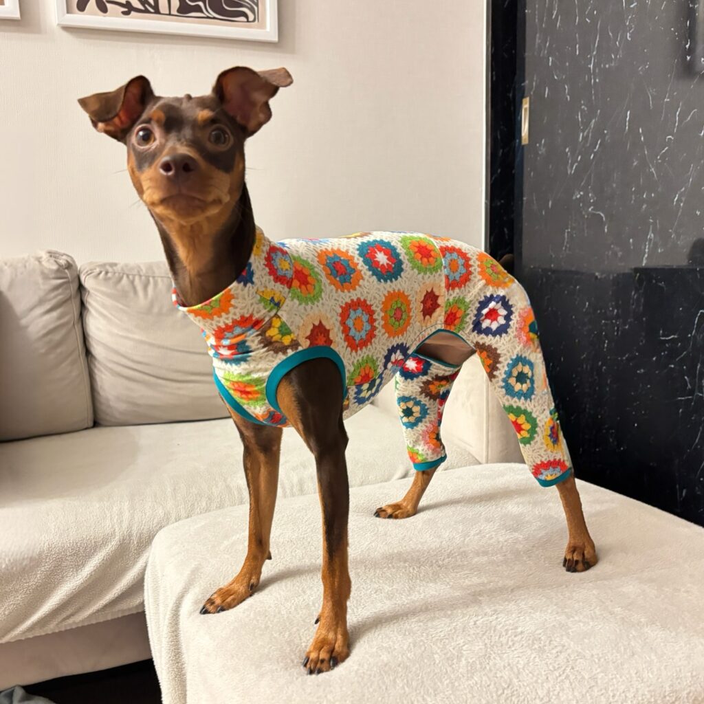 italian greyhound standing on sofa in navy white polka dot dog cloth pattern bloomers