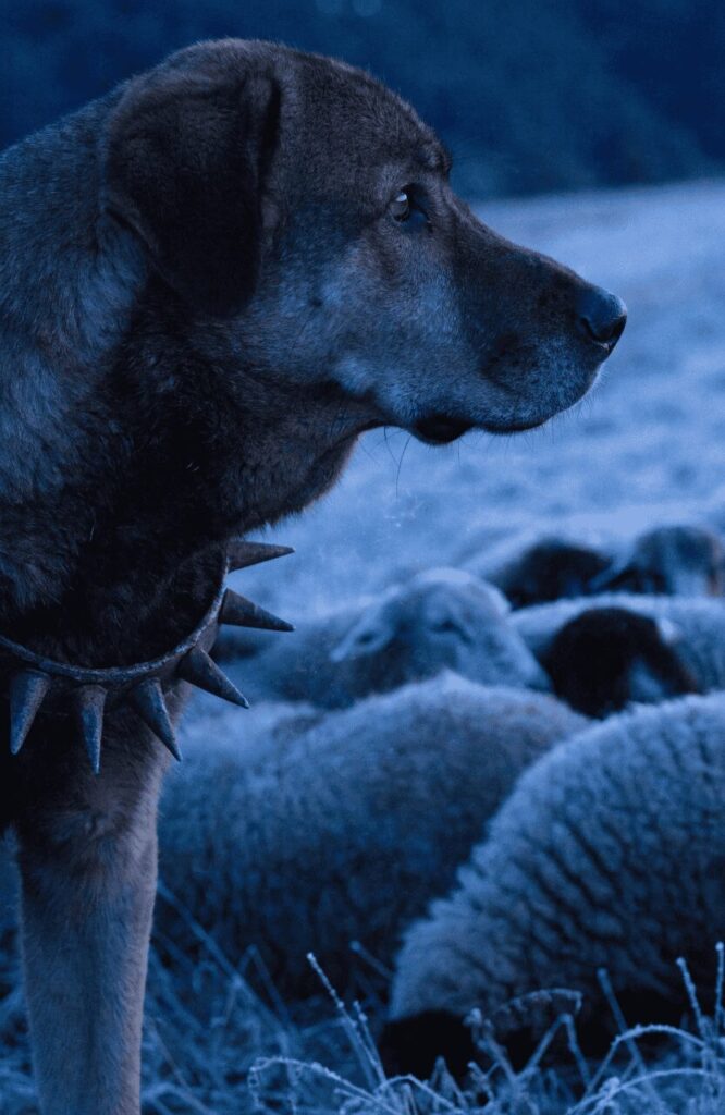 Kangal strongest guard dog breed for farms wearing traditional spike collar