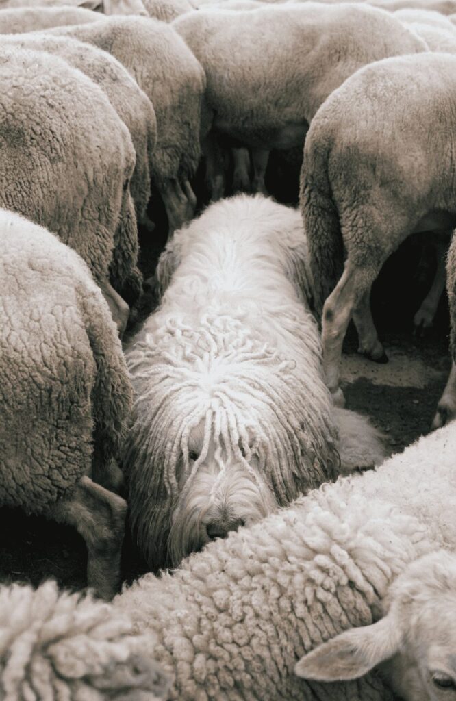 Komondor dog breed with corded coat resting within traditional sheep flock