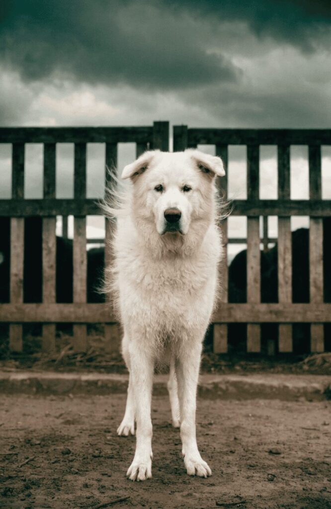 Kuvasz best guard dog for farms standing at gate in stormy weather