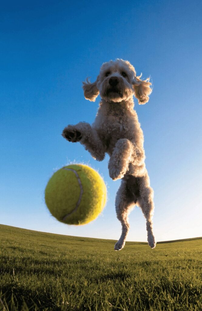 labradoodle active dogs mixed with poodles outdoors