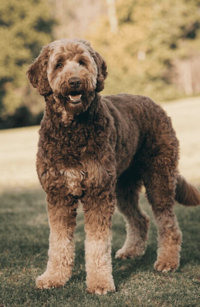 large Labradoodle pretty mixed dog breed teddy bear coat