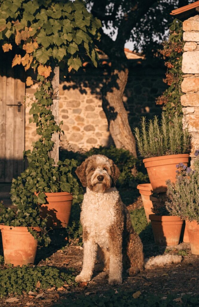Lagotto Romagnolo unique brown white curly coat breed