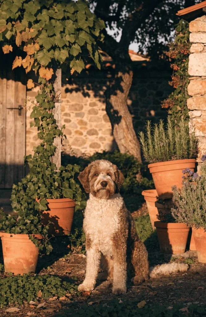 Lagotto Romagnolo unique brown white curly coat breed