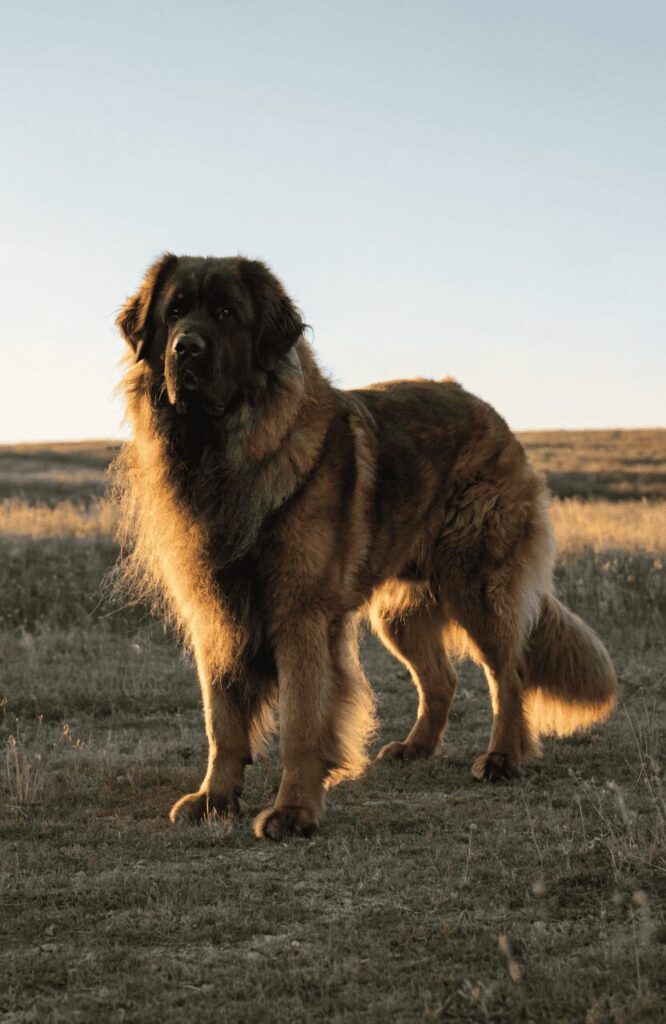giant Leonberger mahogany fluffy coat black mask