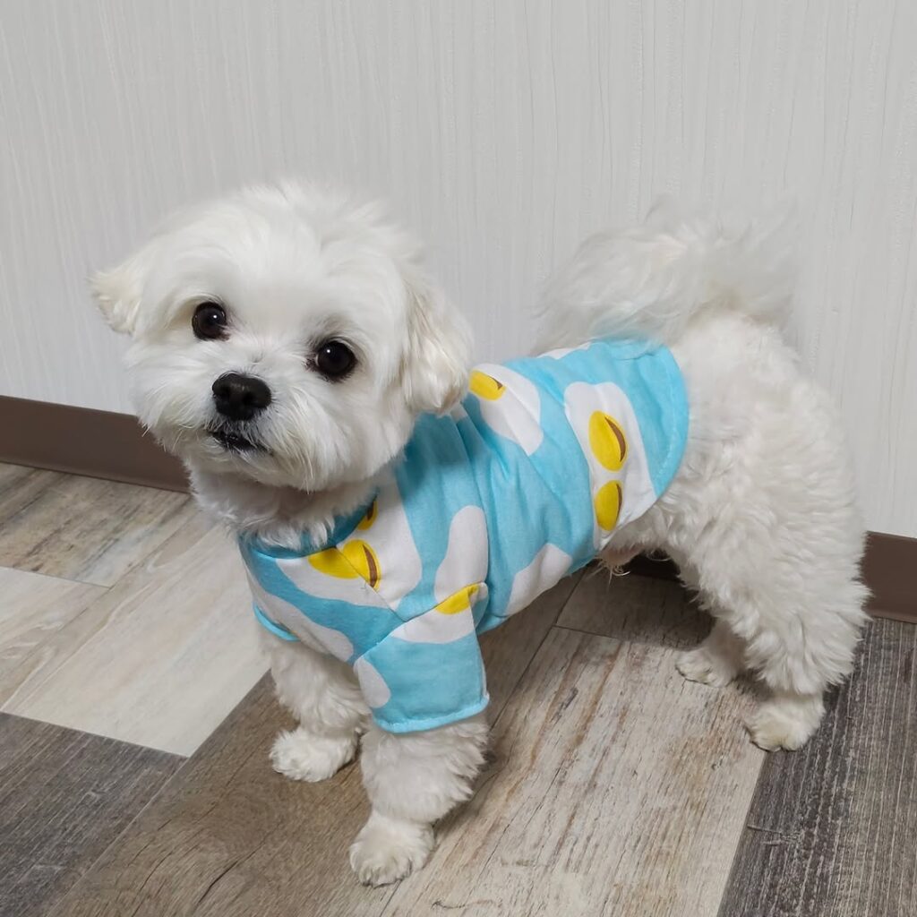 white maltese wearing teal novelty fried egg print diy dog t shirt