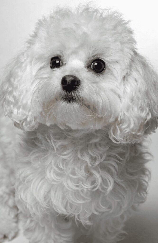 Maltipoo small pretty mixed dog white fluffy coat