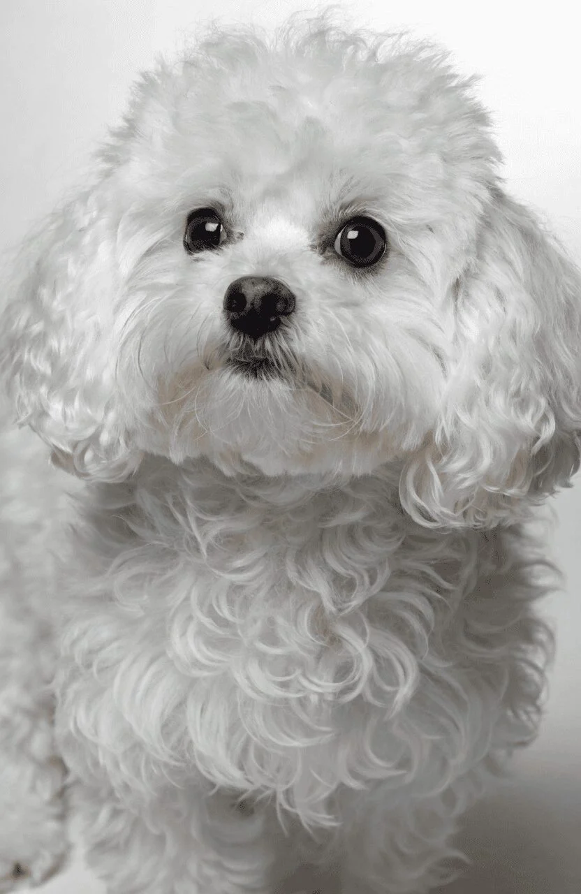 Maltipoo small pretty mixed dog white fluffy coat