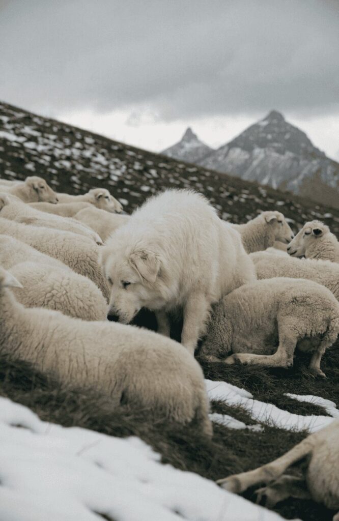 Maremma Sheepdog livestock guardian dog breed in snowy mountain pasture