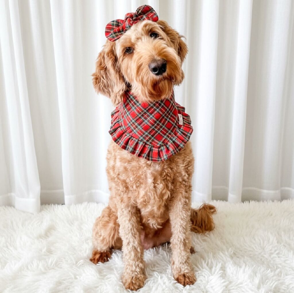 Goldendoodle wearing a matching red tartan bandana and hair bow set