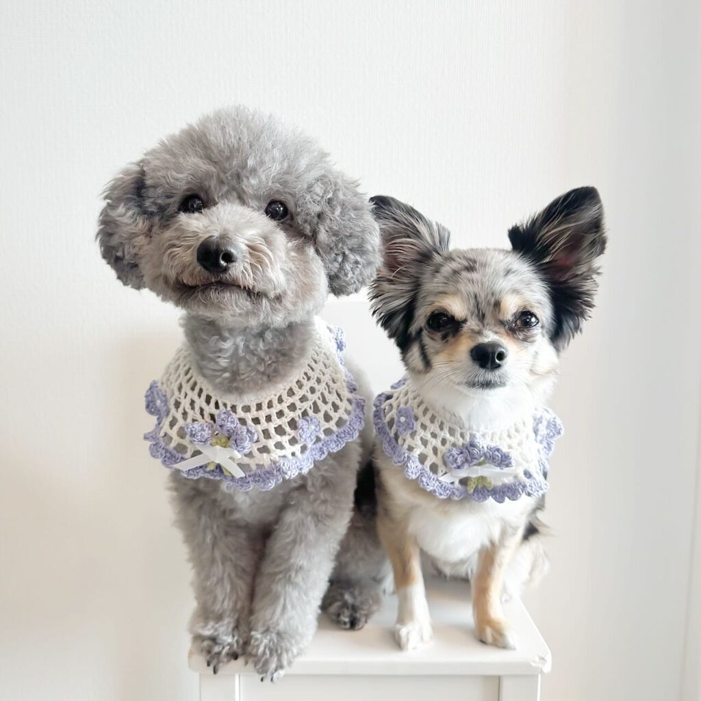 matching handmade lace collars for two small dogs