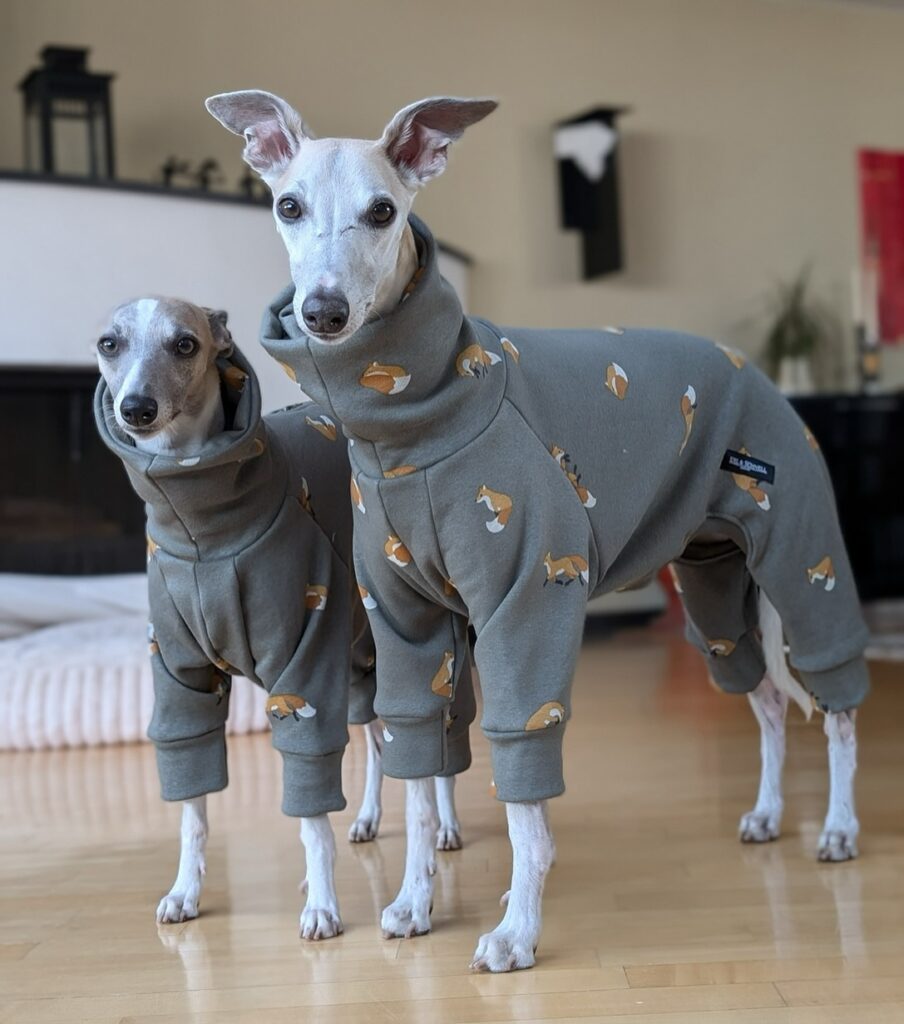 two italian greyhounds wearing matching grey fox print full body fleece dog onesies
