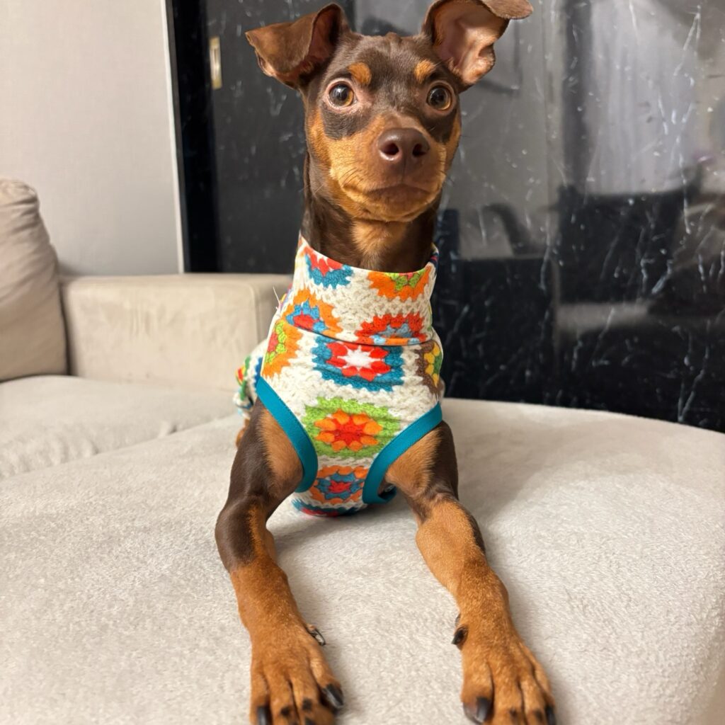 miniature pinscher in colorful granny square print fabric full body dog jumpsuit