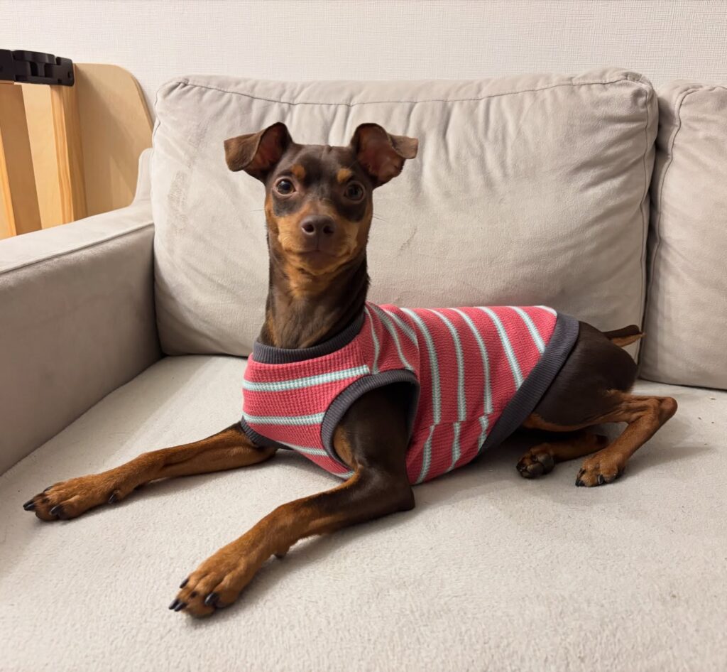 miniature pinscher lying on sofa in pink white striped knit sleeveless dog vest