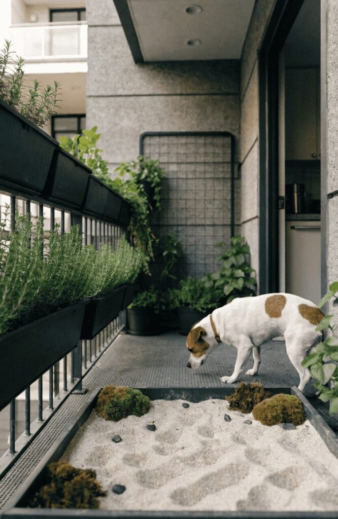 a mini dog sensory garden idea with vertical planters on a small balcony