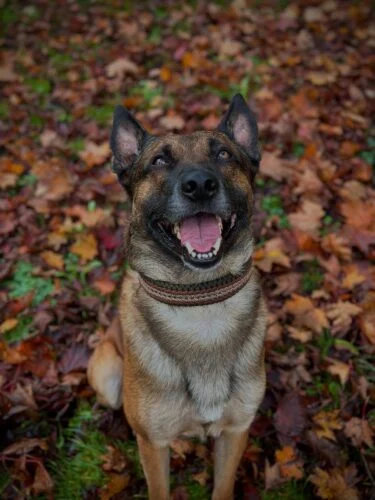 minimalist olive paracord dog collar wrapped on leather base