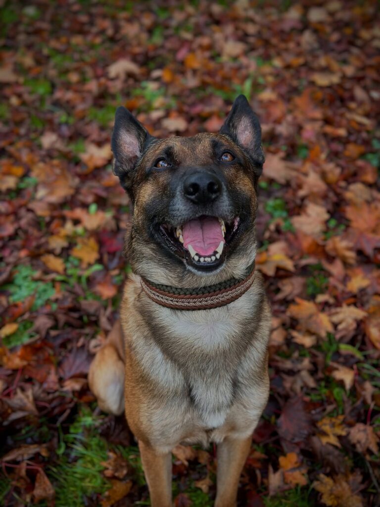 minimalist olive paracord dog collar wrapped on leather base