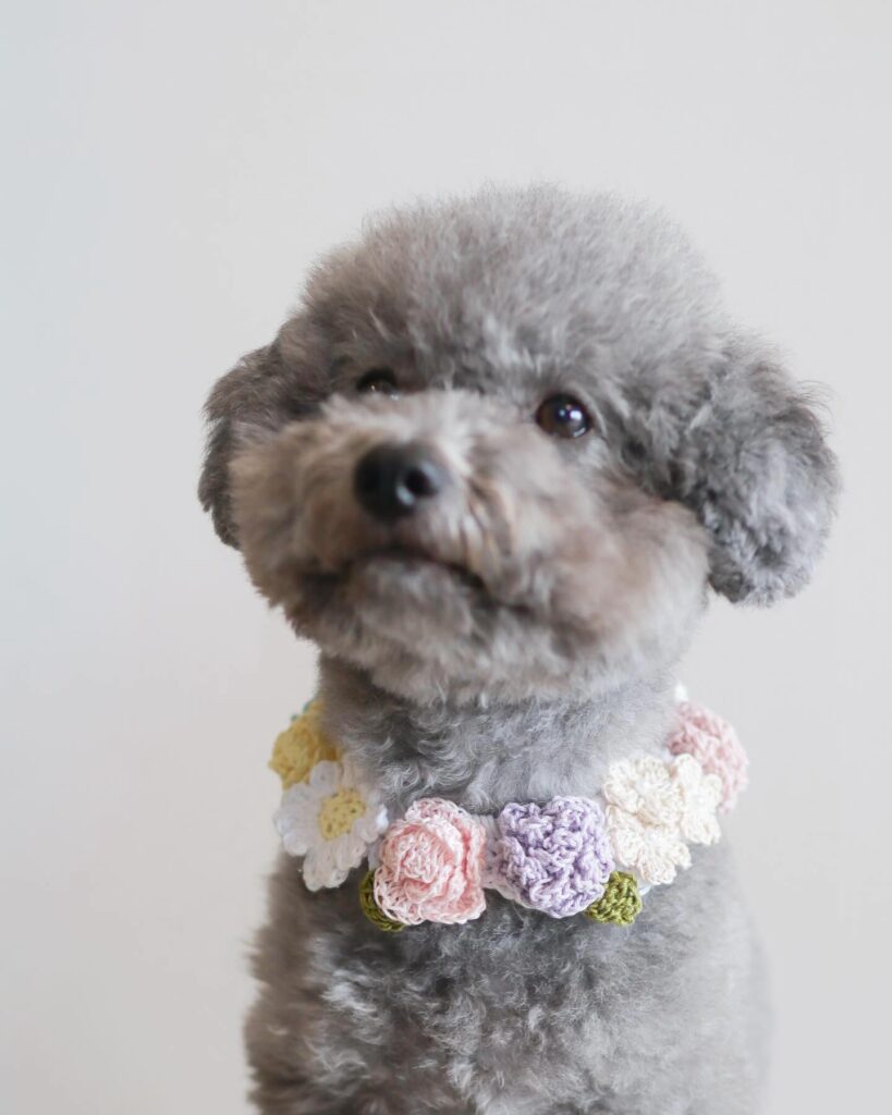 mixed flower garland necklace collar on a grey poodle