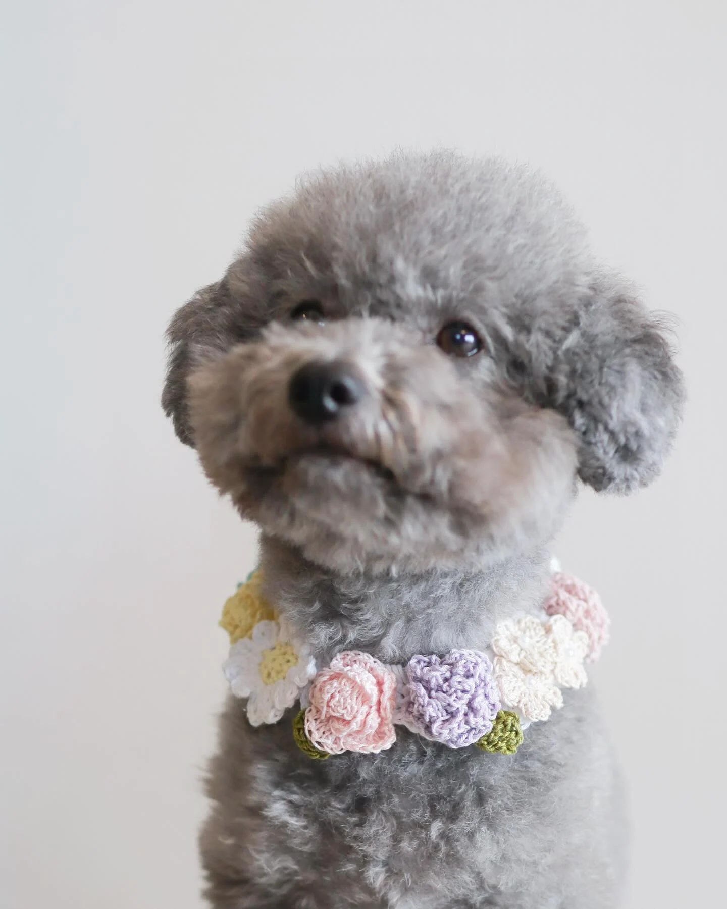mixed flower garland necklace collar on a grey poodle