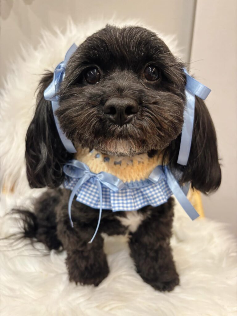 handmade mixed media gingham ruffle collar worn on a small dark dog