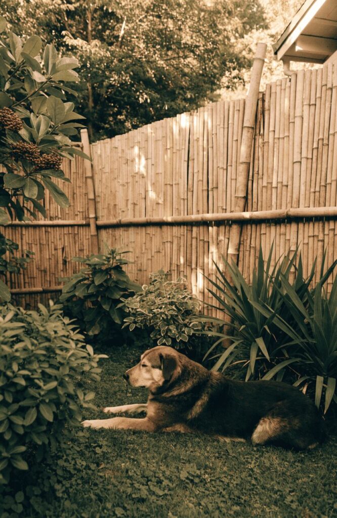 Bamboo fence idea for backyard dog space