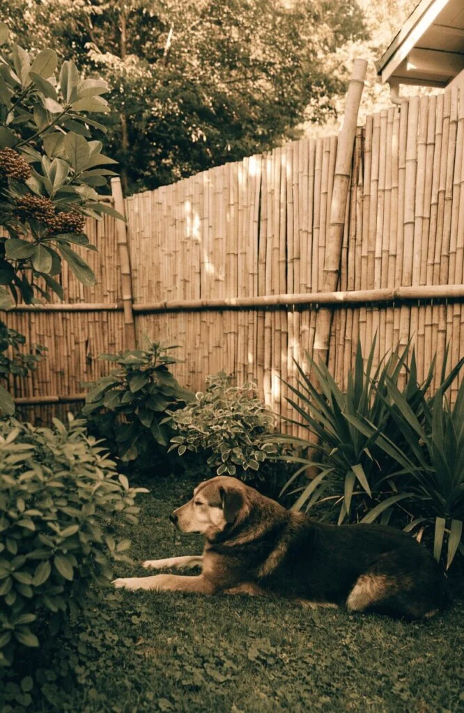 Bamboo fence idea for backyard dog space