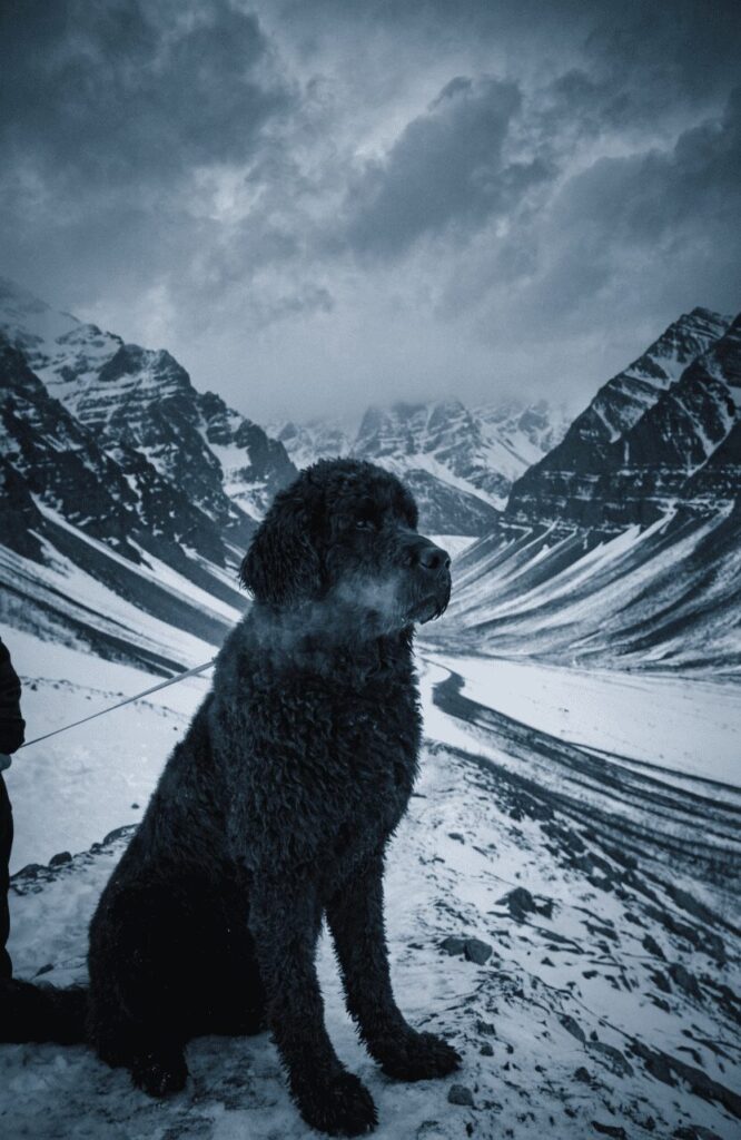 newfypoo large calm mixed dog breed with poodle in snow