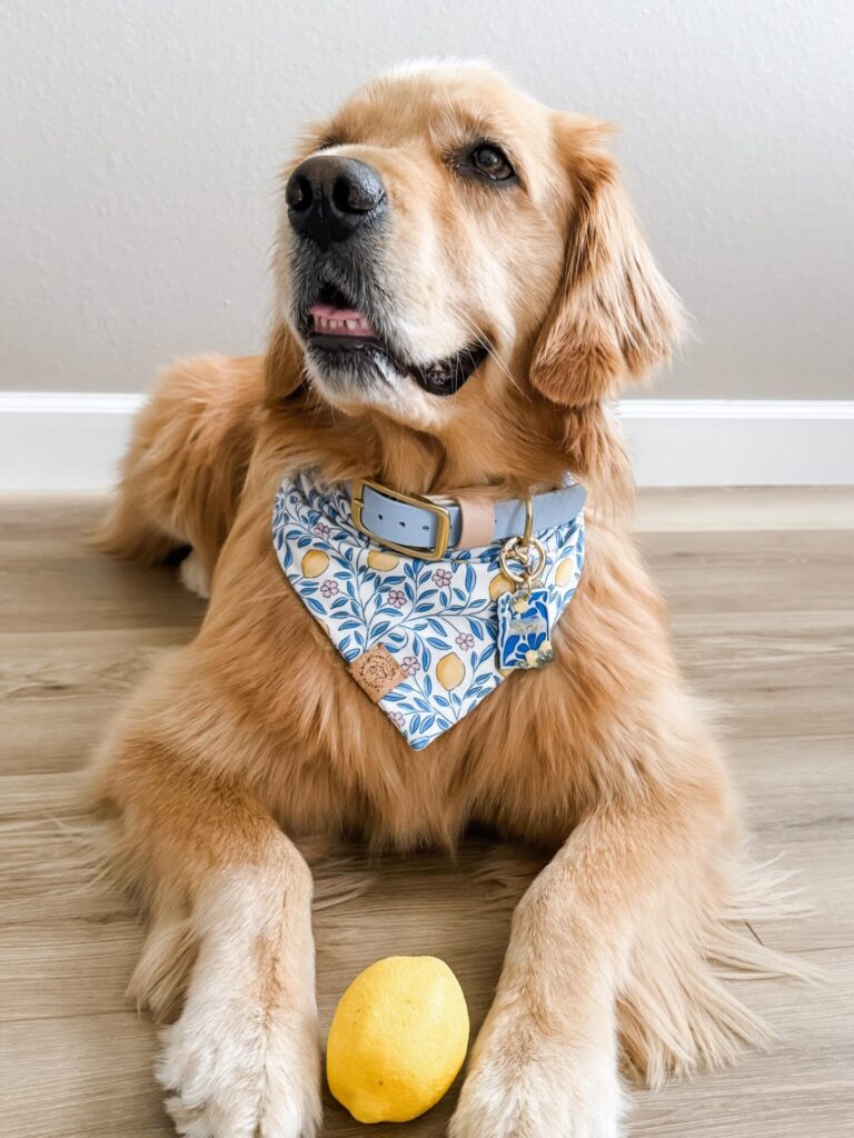 Golden retriever wearing a lemon print no tie slip on dog bandana with collar