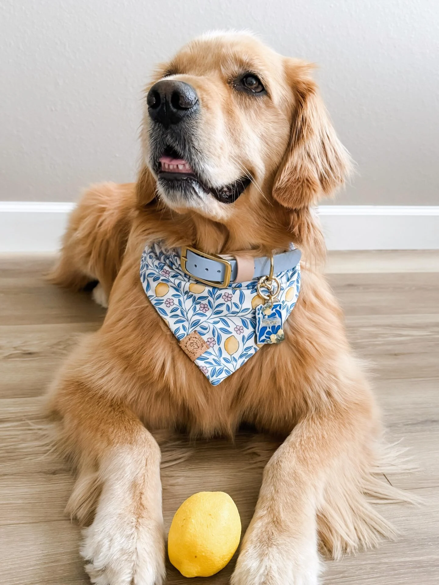 Golden retriever wearing a lemon print no tie slip on dog bandana with collar