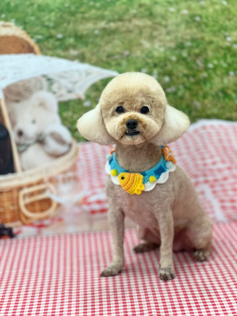 ocean fish themed novelty bandana collar on an apricot poodle