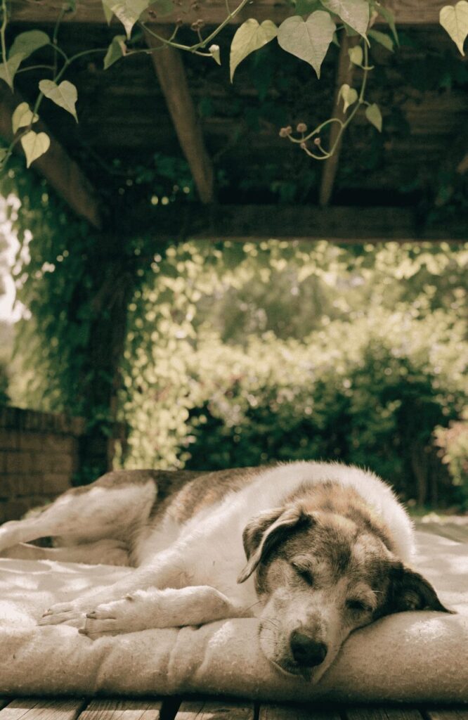 senior dog lounging peacefully under a shaded garden pergola