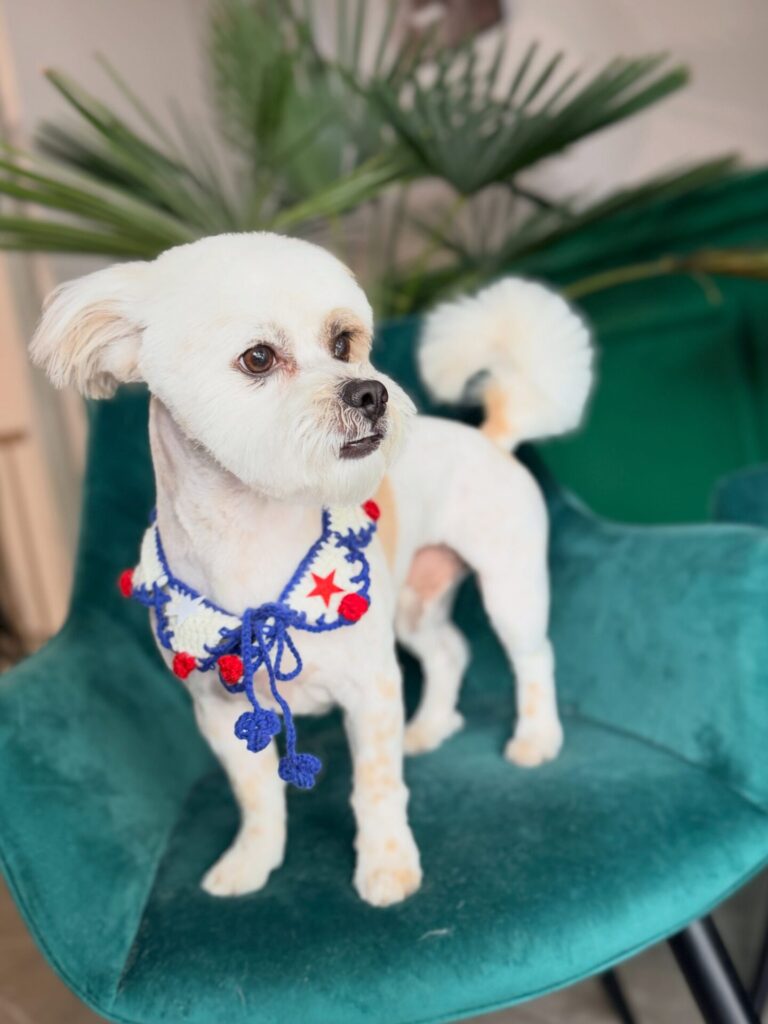 red white and blue patriotic holiday crochet dog collar bandana with star