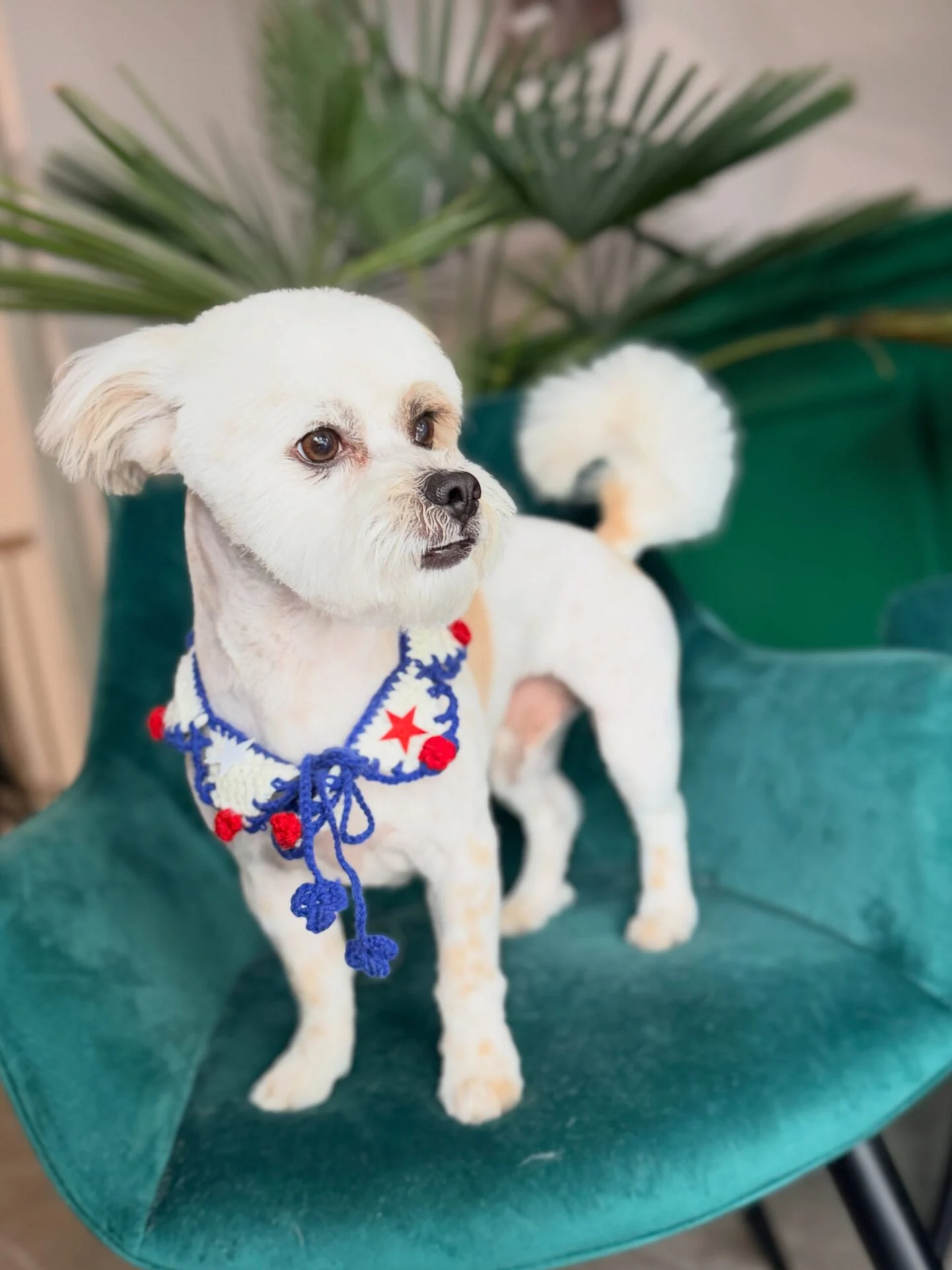 red white and blue patriotic holiday crochet dog collar bandana with star