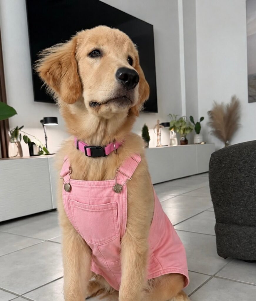 golden retriever puppy wearing diy pink denim dungarees overalls indoors