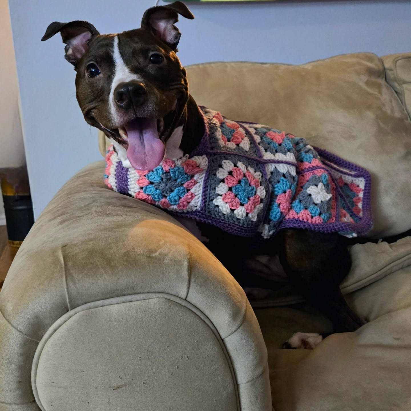 Pitbull wearing a purple bordered crochet granny square coat