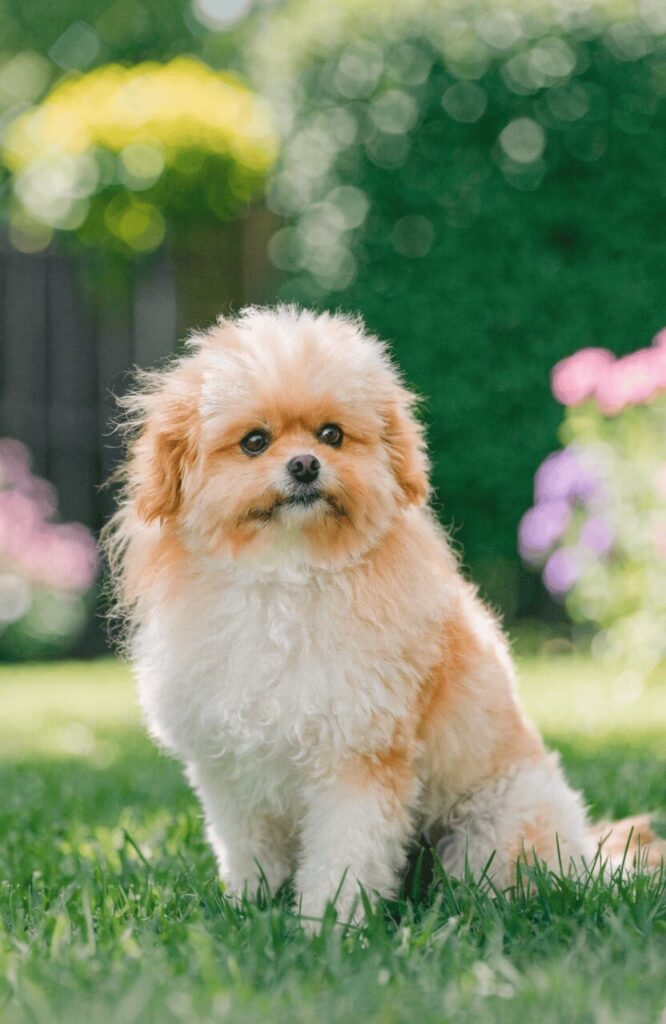 pomapoo expressive poodle mix dogs in outdoor setting