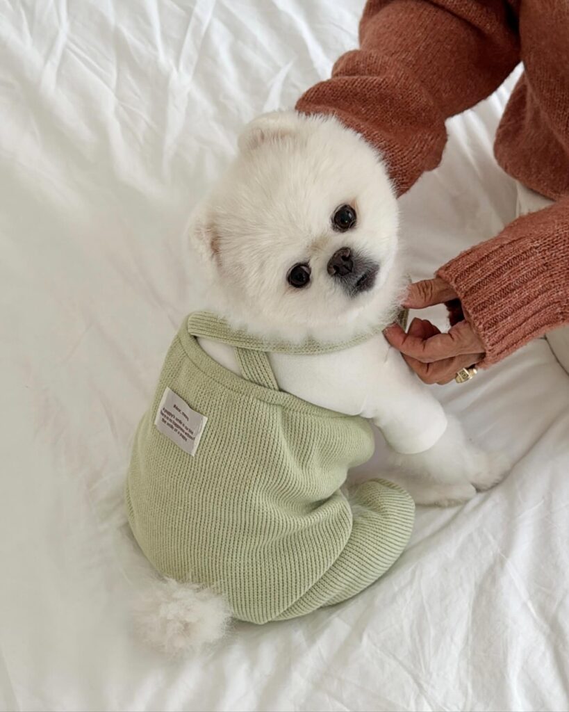 Pomeranian puppy wearing green ribbed knit overalls with straps
