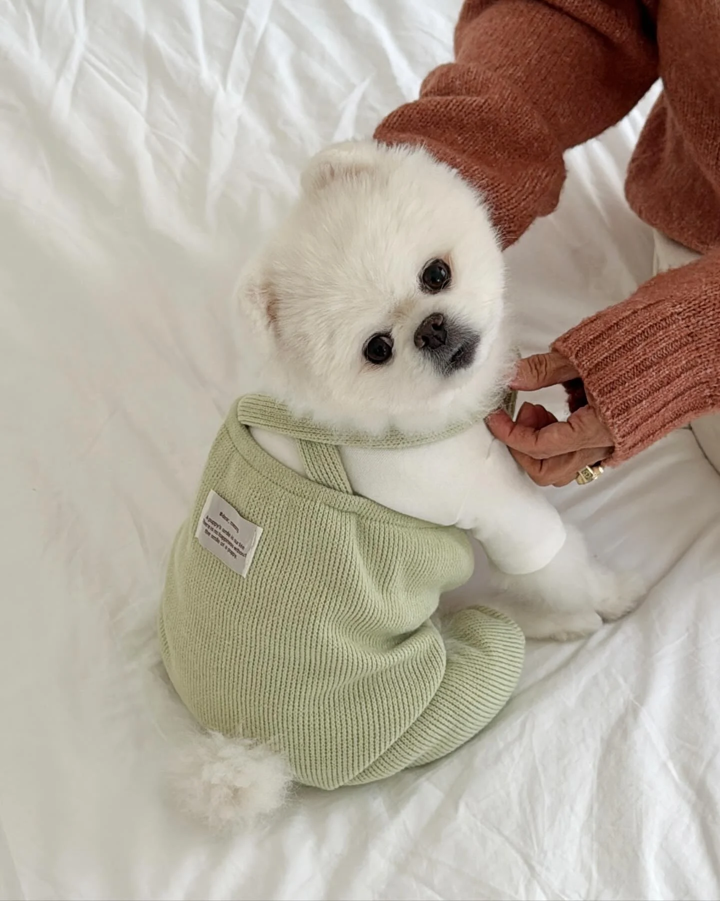 Pomeranian puppy wearing green ribbed knit overalls with straps
