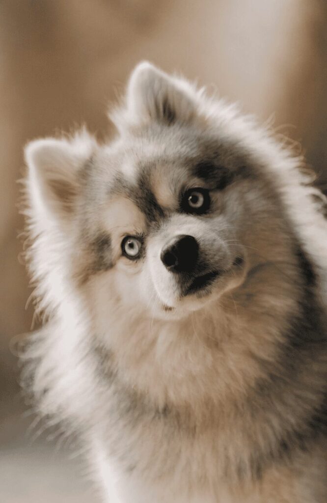 pretty mixed dog breeds with blue eyes