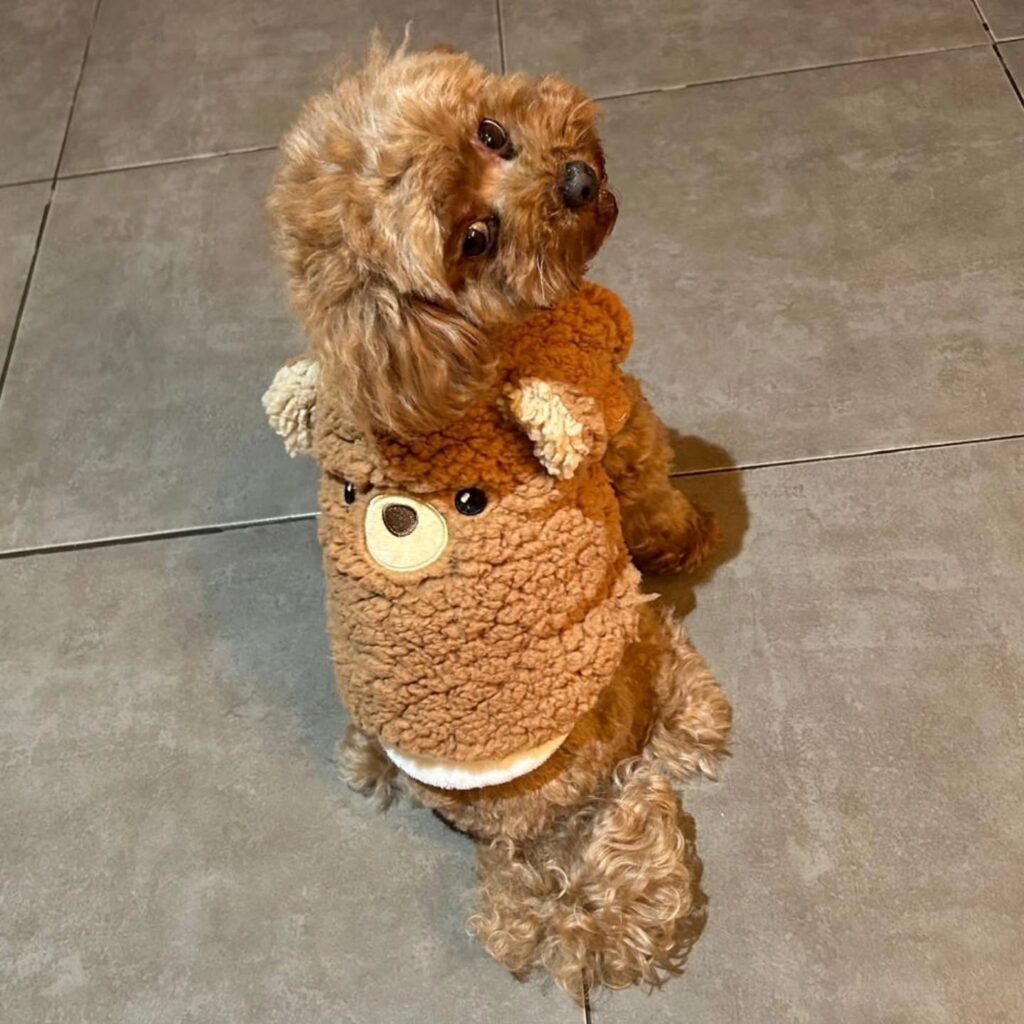 DIY dog jacket pattern shaped like a teddy bear costume hoodie