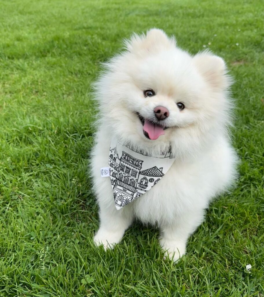 Pomeranian wearing a printed line art illustration dog bandana