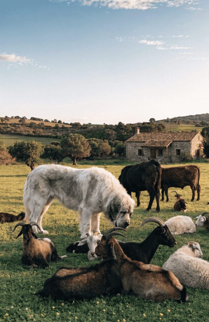 large Pyrenean Mastiff dog standing calmly among mixed farm animals