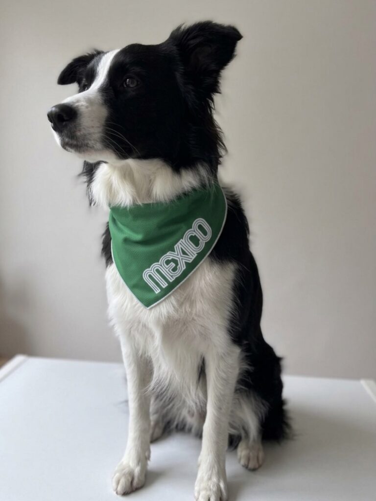 Border collie wearing a green retro Mexico text dog bandana