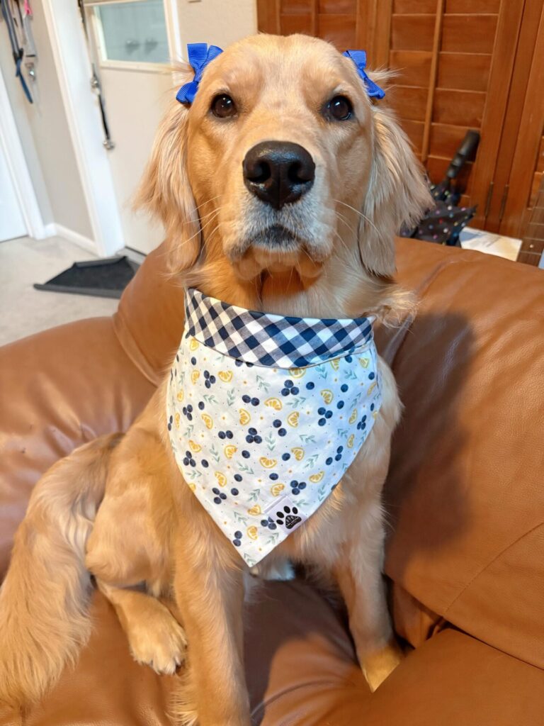 Reversible diy dog bandana patterns with gingham and lemon print fabric