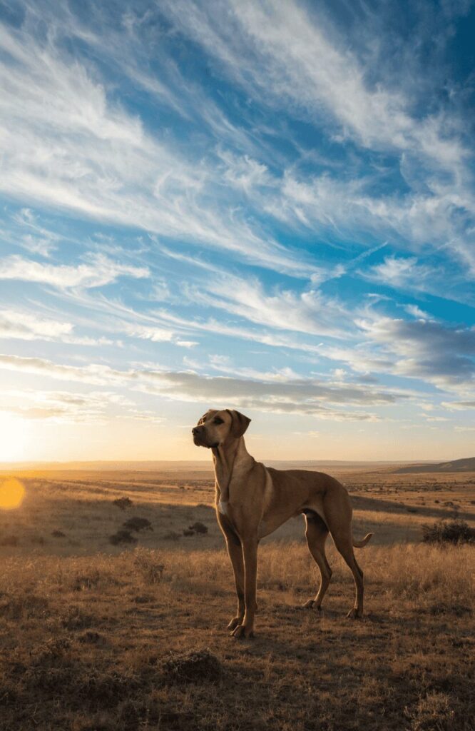 fearless Rhodesian Ridgeback guard dog on savanna