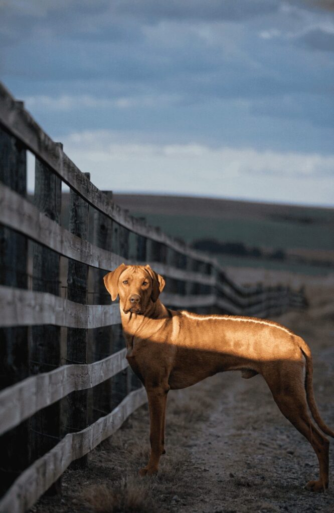 Rhodesian Ridgeback courageous African breed home guardian