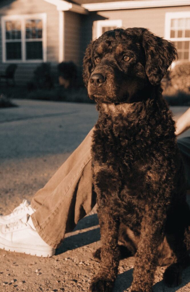 rottle loyal protective poodle mix dog breed