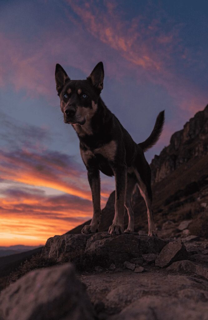 Rottsky large mixed breed mountain trail dusk