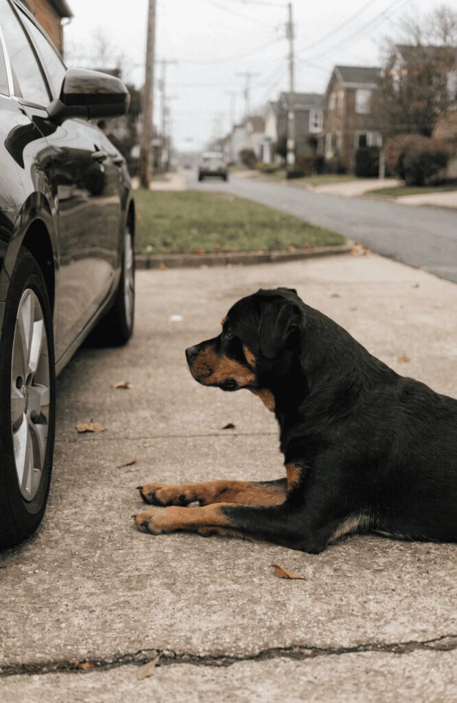 Rottweiler best family guard dog on guard