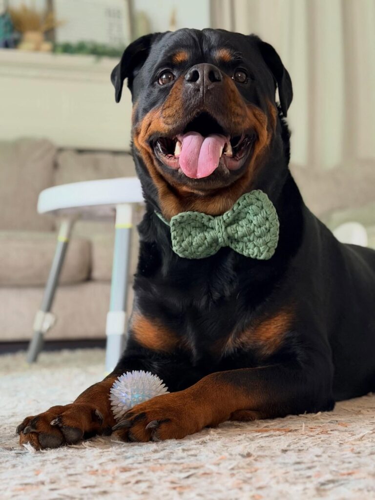 sage green crochet bow tie worn on a large happy Rottweiler
